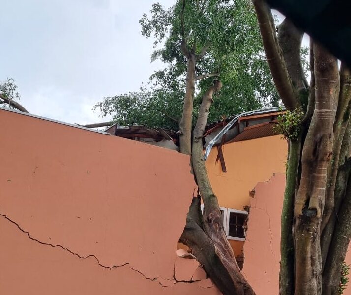 Temporal causa estragos e derruba 10 árvores em São José dos Campos