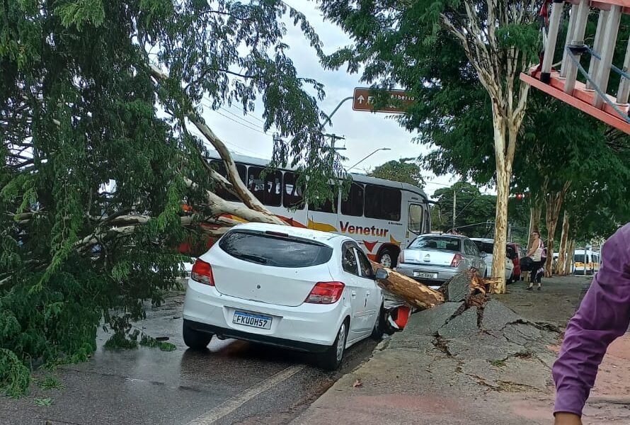 Temporal causa estragos e derruba árvores em São José dos Campos