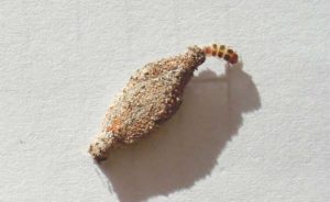 Curiosidade: conhecendo as Traças!