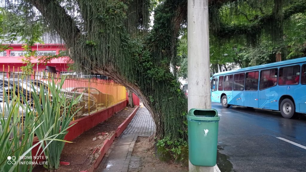 Prefeitura aguarda poda da EDP para remover árvore que bloqueia calçada no centro