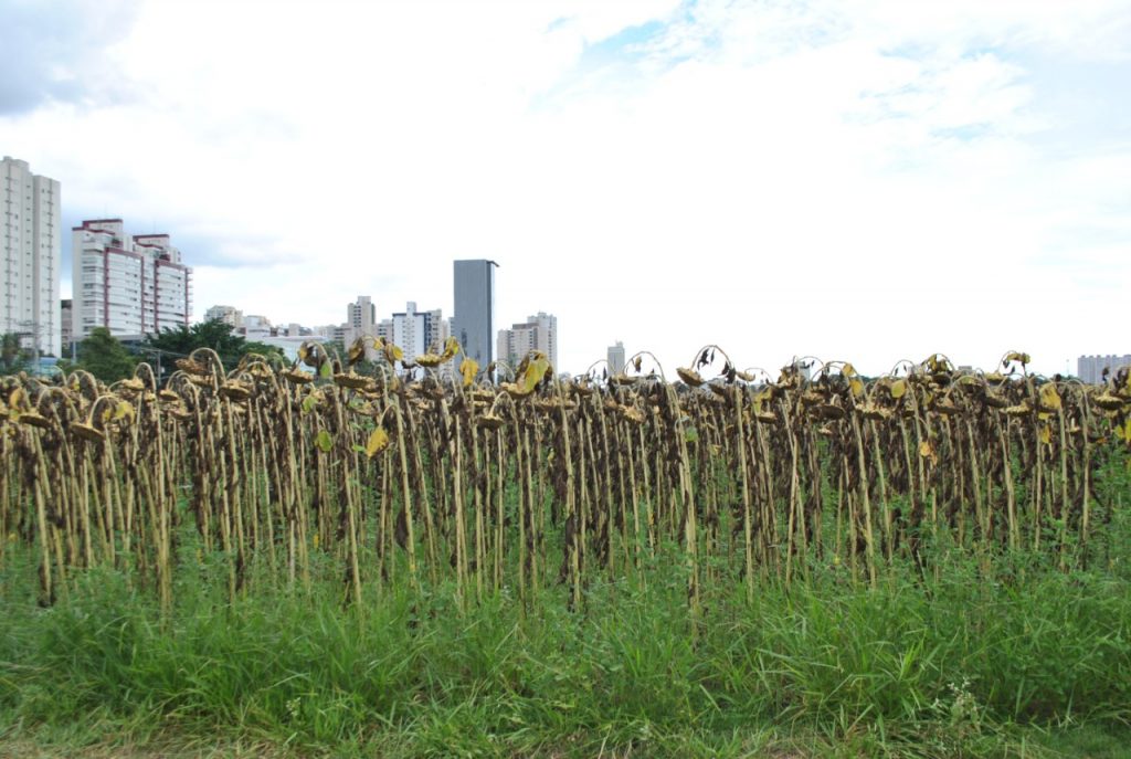 Colheitas em andamento no Terreno das Vaquinhas!