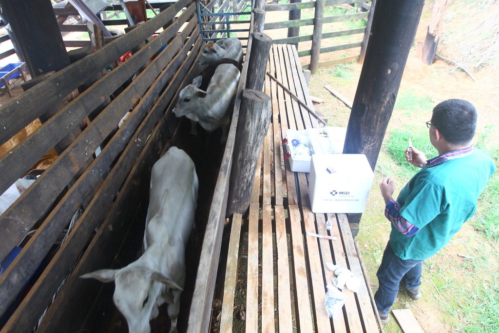 Iniciada vacinação gratuita contra a brucelose em São José dos Campos