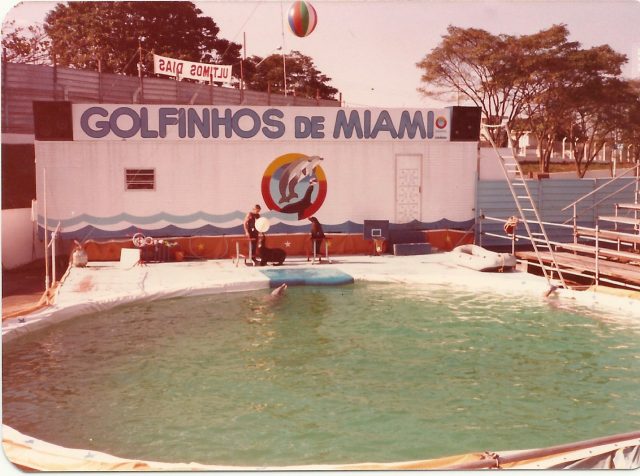 Golfinhos de Miami