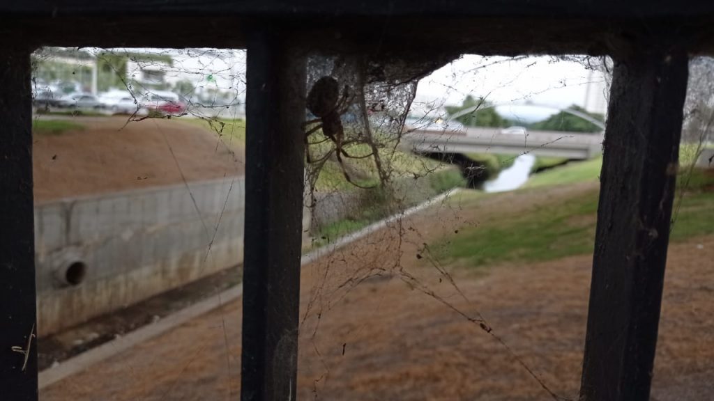 Presença de aranhas chama atenção de pedestres na ponte estaiada