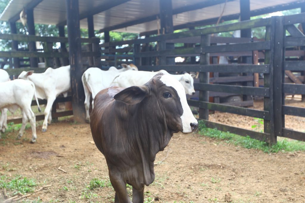 São José dos Campos inicia vacinação gratuita de rebanhos contra aftosa