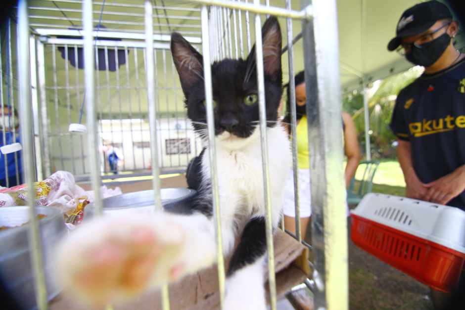 Adoção de cães e gatos pode ser feita de forma digital em São José dos Campos