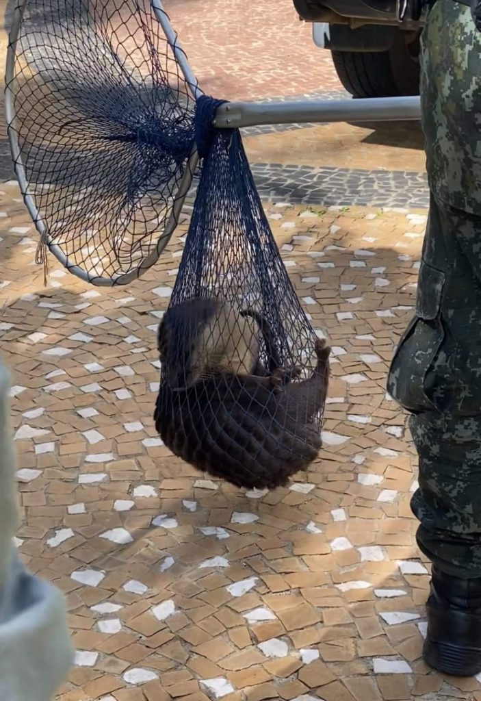 Lontra é capturada após entrar em piscina de prédio na avenida São João