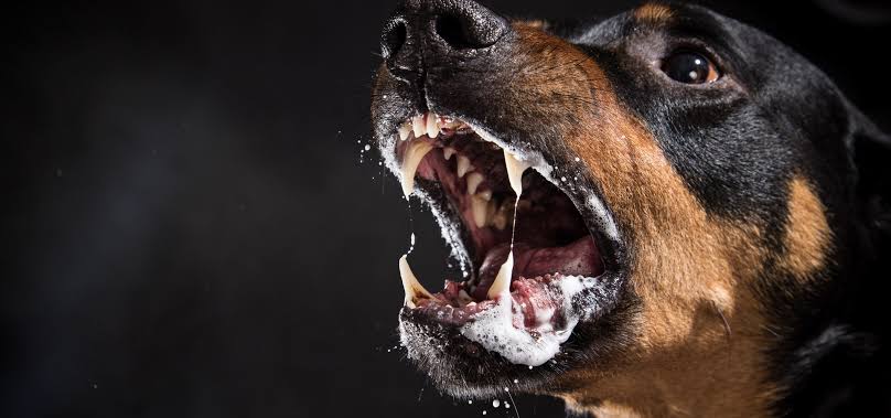 Caso de raiva em cão é registrado em São José dos Campos