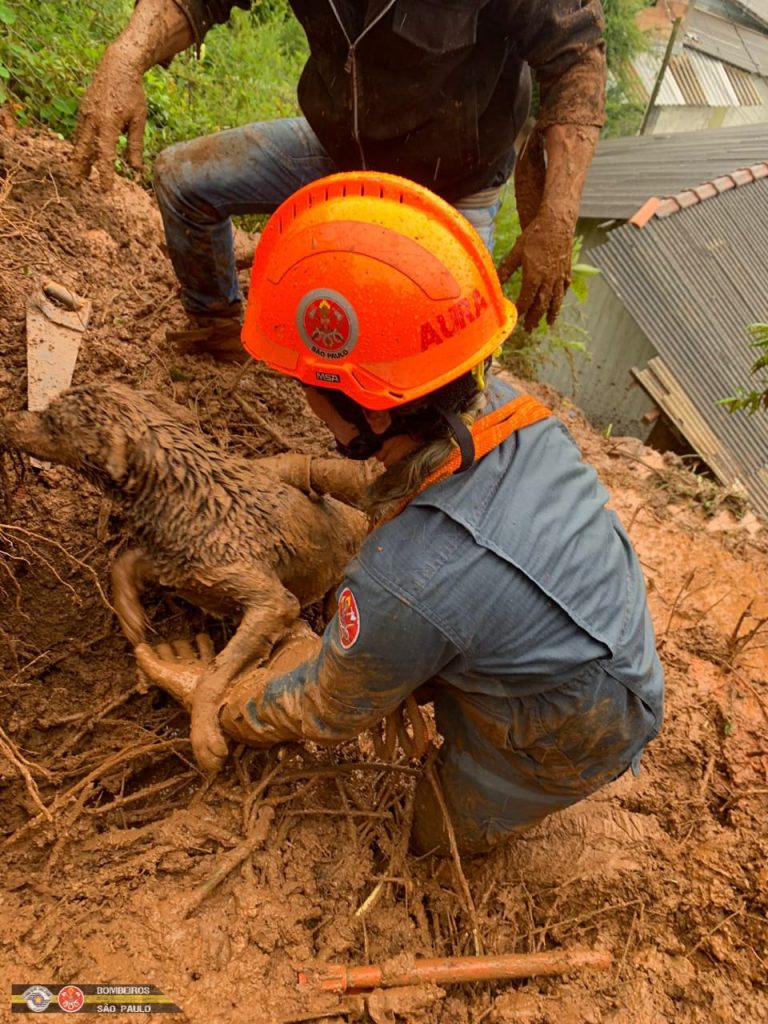 Deslizamento de terra soterra cachorro, que é resgatado com vida pelo Corpo de Bombeiros
