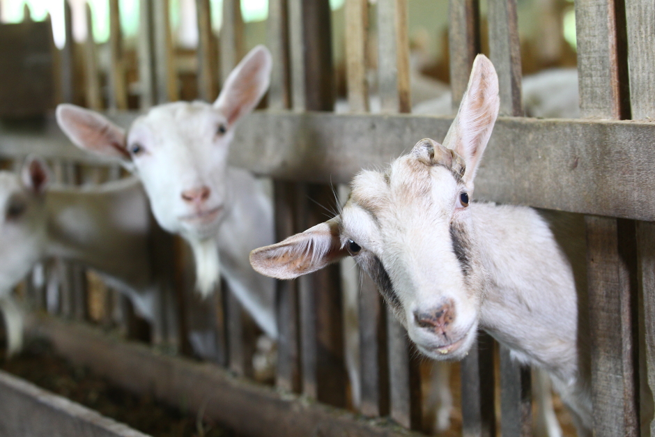 São José dos Campos ganha certificação como Município Agro