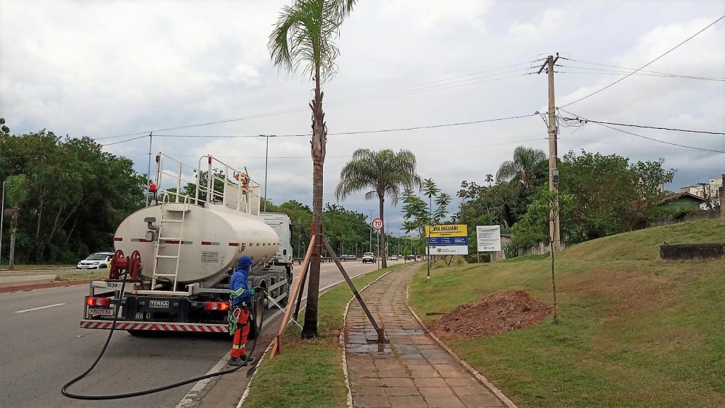 25 Palmeiras são transplantadas da avenida Sebastião Gualberto para Via Norte