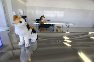 Hospital Veterinário de São José retoma agendamento para consultas