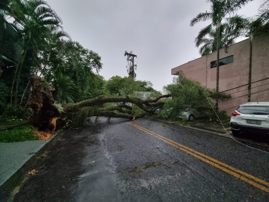 Árvore de grande porte cai e atinge carros e moto durante chuva no Jardim Esplanada