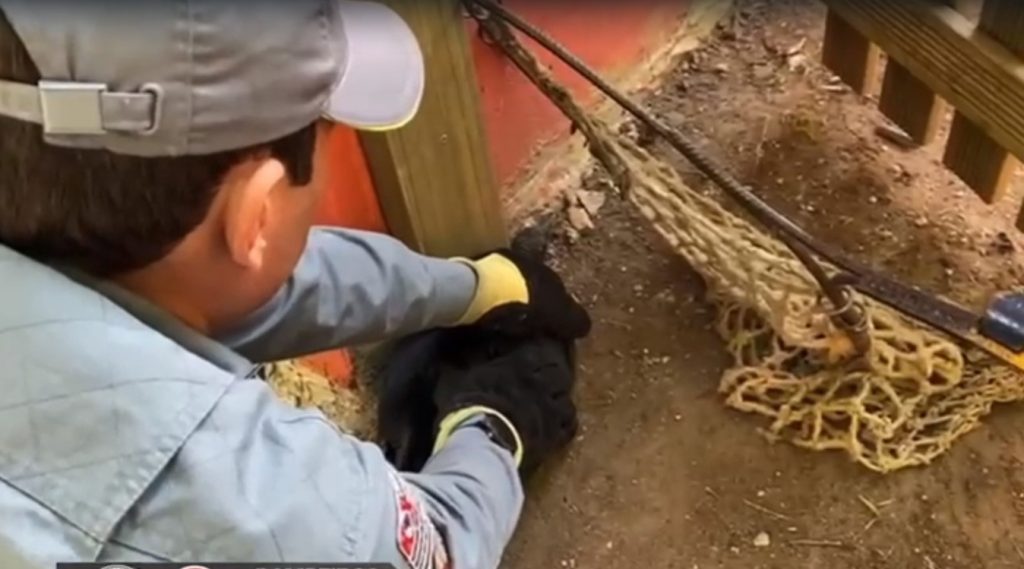 Urubu machucado é resgatado pelos Bombeiros em escola no Esplanada