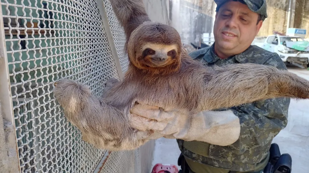 Bicho-preguiça é resgatado pela Polícia Ambiental após invadir casa em Paraibuna