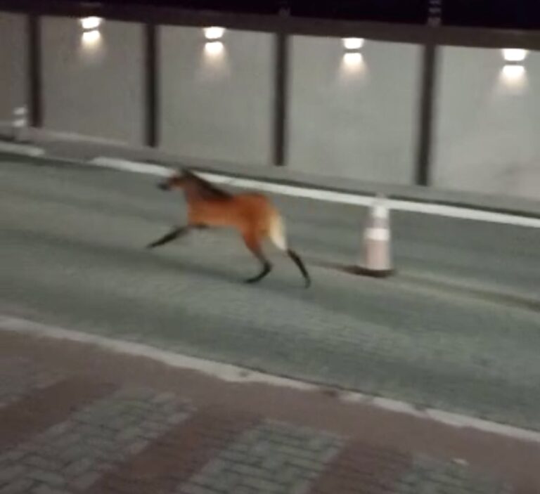 Esbelto e saltitante, lobo-guará é flagardo dando um rolê em condomínio no Urbanova