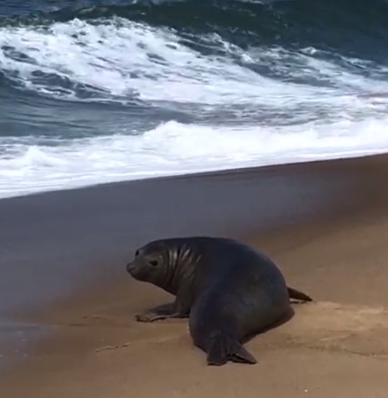 Foca é flagrada curtindo um sol de inverno em praia de Caraguá!