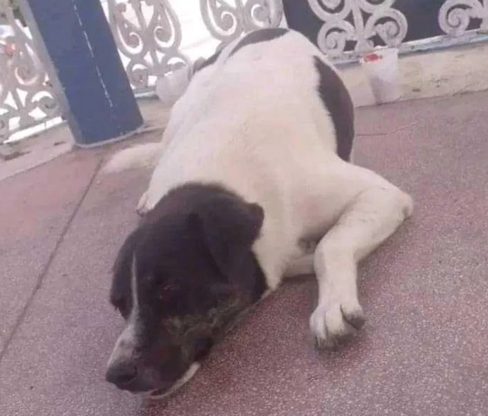 GCM de Caraguá é afastado do cargo acusado de matar cachorro de morador de rua a tiros