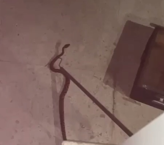Cobra jararaca é capturada por equipe dos Bombeiros na Vila Betânia