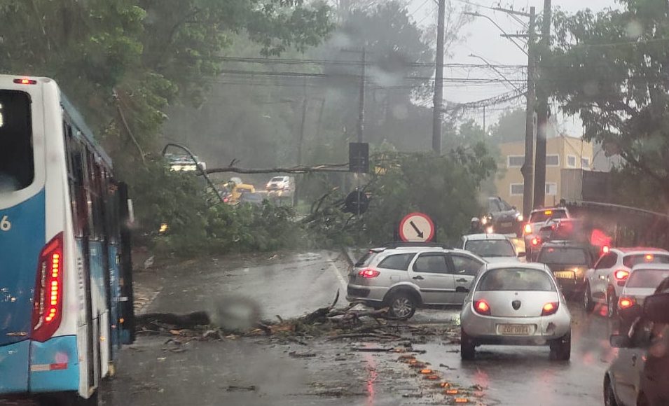 Fortes ventos e chuvas causam queda de árvores em São José dos Campos