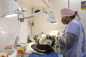 Mil vagas gratuitas para castração nesta terça!