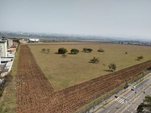 Terreno das Vaquinhas em São José dos Campos se prepara para nova colheita de girassóis