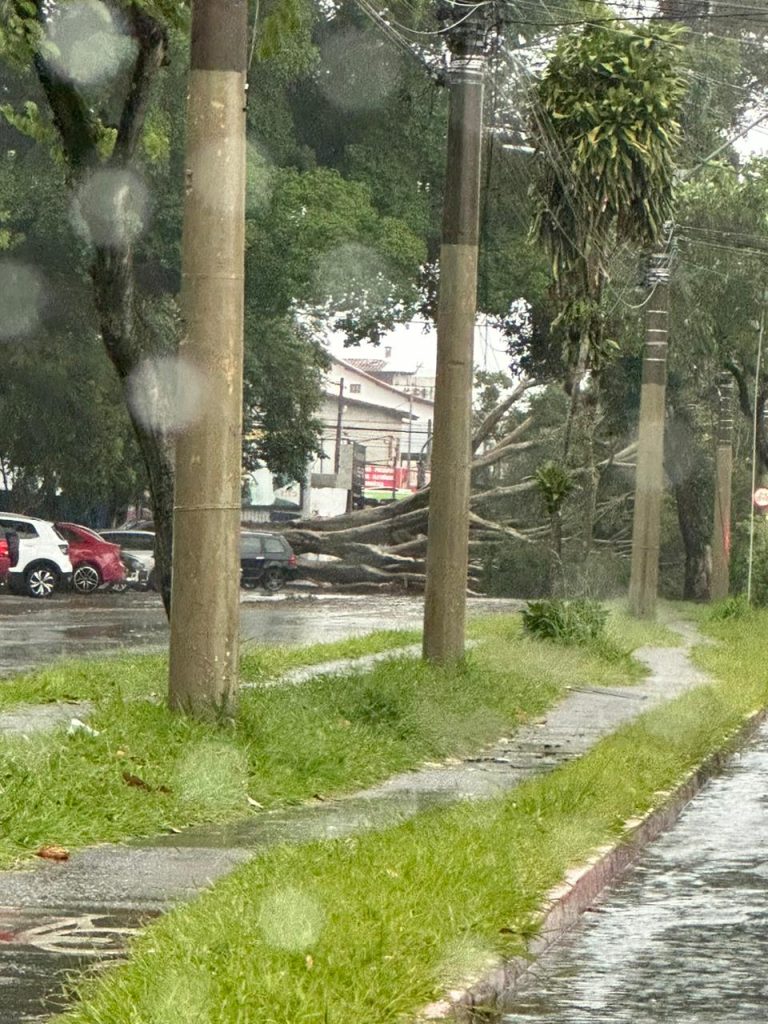 Chuva forte derruba árvore e causa transtornos no trânsito na avenida Cidade Jardim