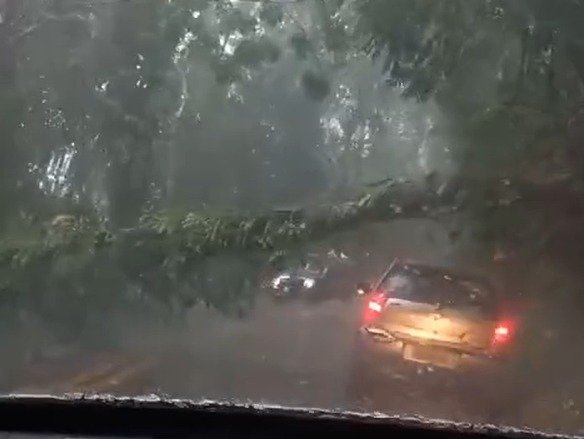 Queda de árvore interdita SP-50