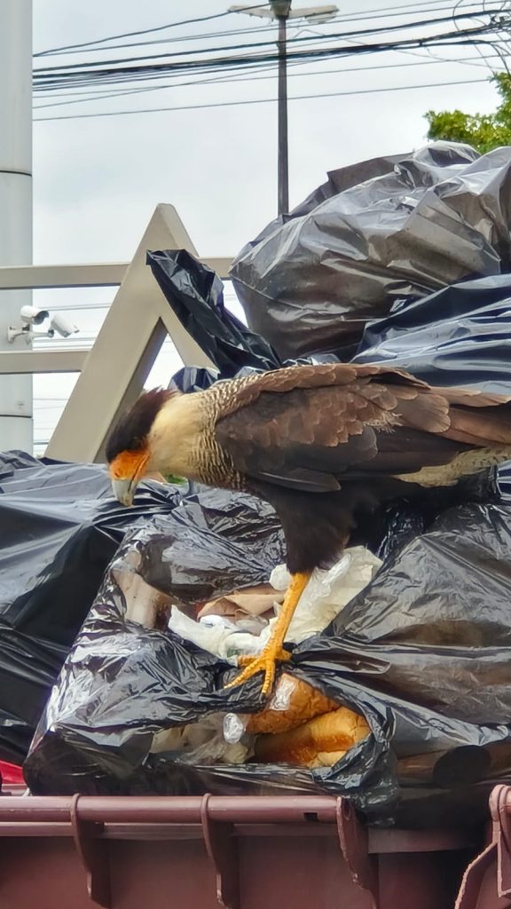 Gavião Carcará é flagrado revirando lixo no Jardim Aquarius