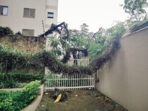 Chuva na noite de domingo derruba oito árvores em São José dos Campos