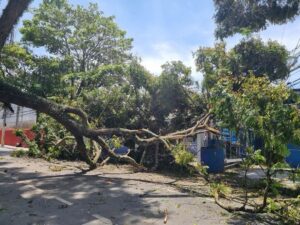 Galho enorme cai na rua Humaitá, causando transtornos no centro de São José dos Campos