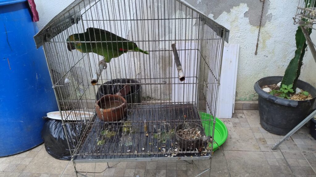 Homem é multado pela Polícia Ambiental em R$ 4 mil por ter aves em cativeiro irregular