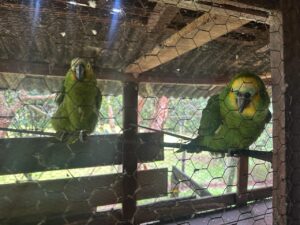 Arma de fogo e aves são apreendidas pela PM Ambiental em Altos de Santana