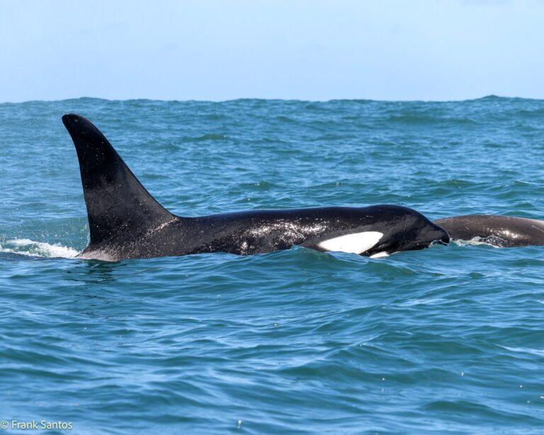 Sete orcas são avistadas em Ilhabela e surpreendem moradores e turistas