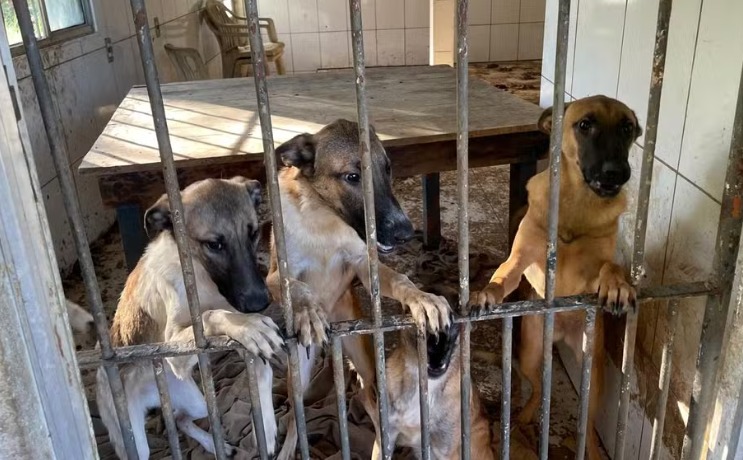 PM Ambiental flagra sete cães em situação de maus-tratos