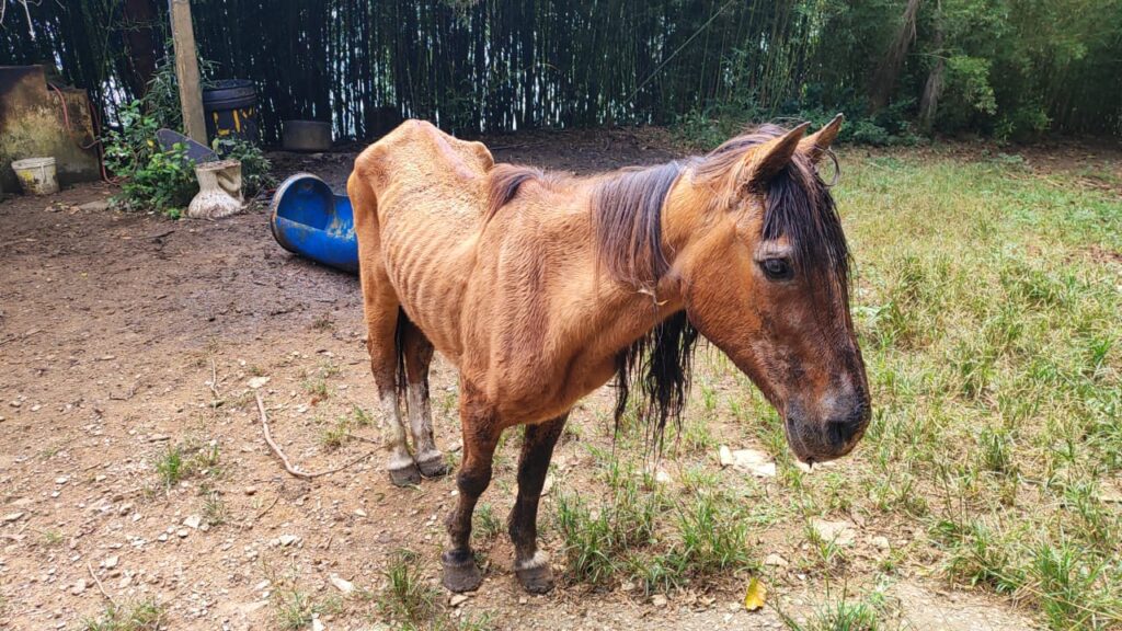 Polícia Ambiental multa mulher por maus-tratos a cavalo em São José dos Campos