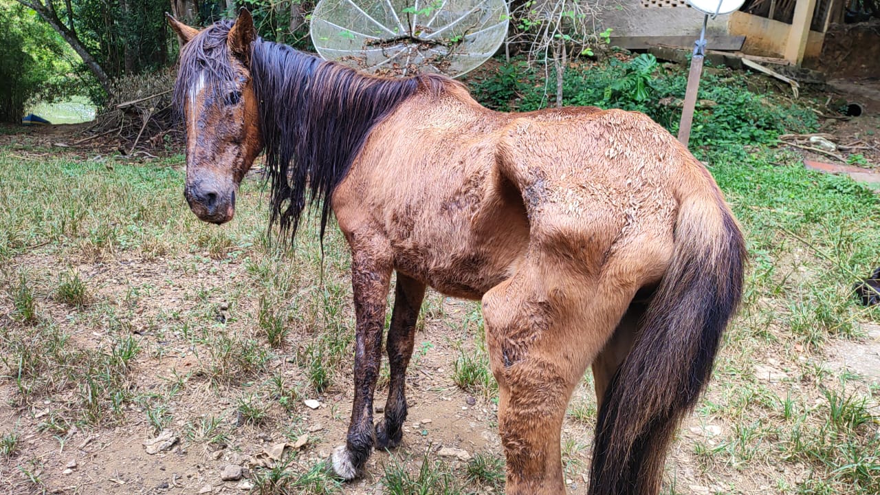 Polícia Ambiental multa mulher por maus-tratos a cavalo em São José