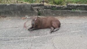 Bombeiros resgatam capivara em situação de risco