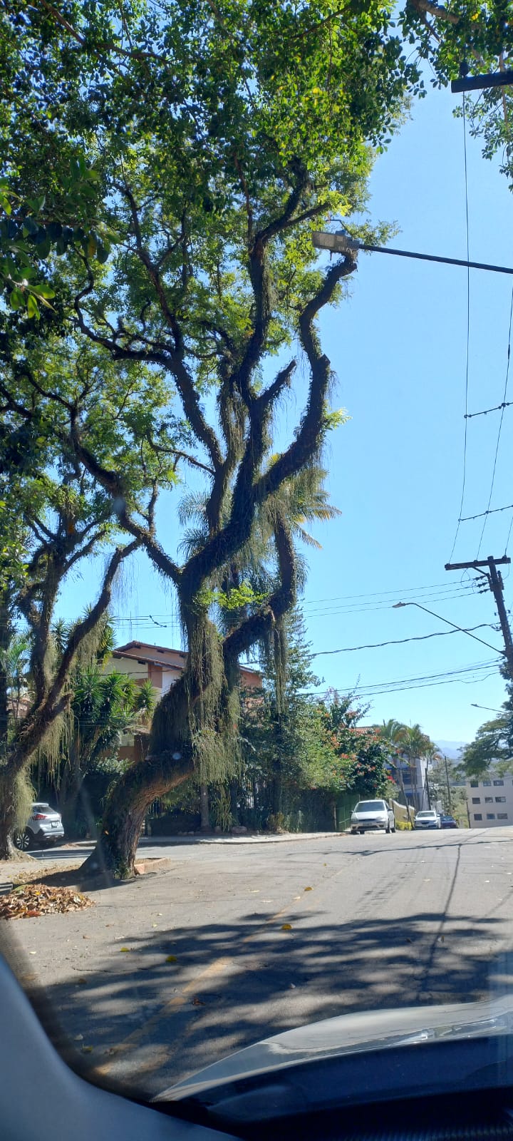 Árvore está prestes a cair no Jardim Esplanada