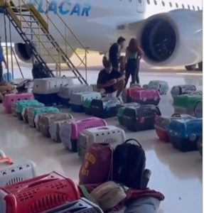 Fabricado pela Embraer, avião de Leila resgata animais no RS