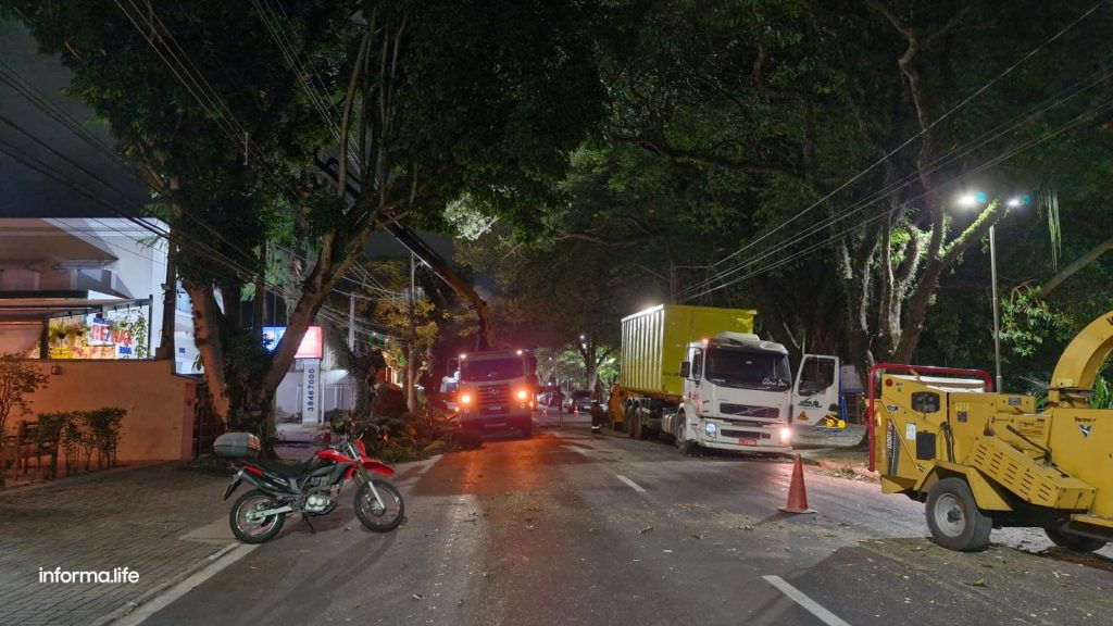 Remoção de árvore interdita avenida Anchieta e causa desvios de trânsito