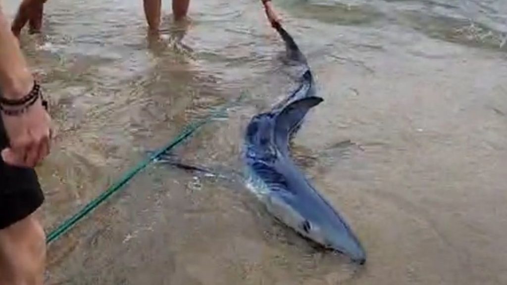 Tubarão de 2 metros encalha em praia de Ilhabela