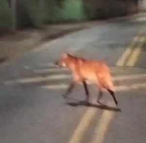 Lobo-Guará é flagrado na SP-50 em Sã José dos Campos