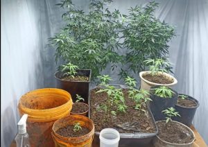 3 homens que cultivavam maconha são presos em Caraguatatuba