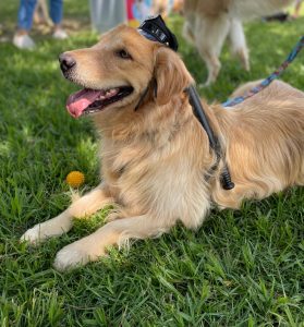 O ‘Encãotrinho’ acontece na praça Floripes Bicudo Martins neste final de semana
