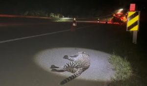 Jaguatirica morre atropelada na Rodovia Floriano Rodrigues Pinheiro