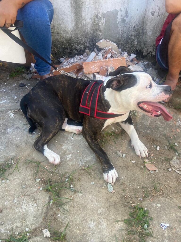 Cão e aves vítimas de maus-tratos são resgatados em Caçapava