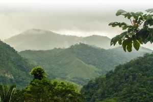 Edital incentiva criação de reservas naturais na Mata Atlântica em São Paulo e região