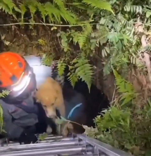  Cão é resgatado pelos Bombeiros após cair em poço 