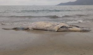 Baleias-Jubartes encontradas mortas em praias de São Sebastião